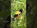 Download Lagu Suara Burung Kuning