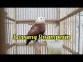 Download Lagu Suara Pikat Emprit Haji Memanggil Koloni || Langsung Disamperin✅