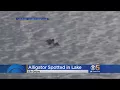 Neighbors Spot Gator Strolling Swimming At Camden Lake