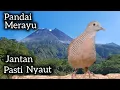 Download Lagu PERKUTUT LOKAL GACOR NGEROT MANGGUNG AHLI NYAENGUNDANG BUNYI. 