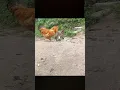 Download Lagu kucing vs ayam 🤪