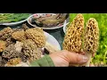 Morel Mushrooms Foraging In Minnesota - Yos De Nceb Morels
