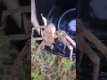 Rain spider rescued and set free freedom Rain Spider Palystes sp harmless