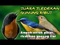 Download Lagu Suara pikat tledekan gunung | tledekan gunung gacor ribut