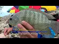 Download Lagu MANCING MANIA | MENCARI GURAME MONSTER DAN MUJAIR DI DALAM HUTAN (25/02/18) 1-3
