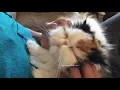 Download Lagu Cat talking to her dad