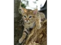 Cheetoh Kittens - Cat Pictures