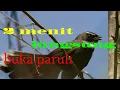 Download Lagu Pancingan burung kipasan 2 menit langsung buka paruh