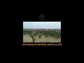 Download Lagu Story wa | Yel-Yel TNI - Terpesona Aku Terpesona