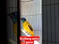 Download Lagu kutilang sutra gacor