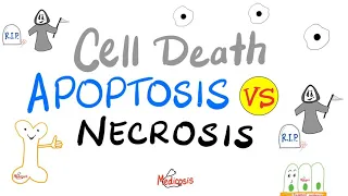 Download Apoptosis Vs Necrosis | Comparison | Cell Death | Pathology Lectures MP3