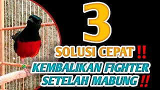 Download HILANG FIGHTER MURAI BATU SETELAH MABUNG‼️BISA JADI SOLUSI CEPAT✔️ MP3