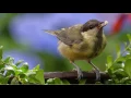 Two Types of Communication Between Birds: Understanding Bird Language Songs And Calls