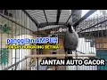 Download Lagu Poksay hongkong betina jitu bikin gacor ... #poksayhongkongbetina #poksayhongkong