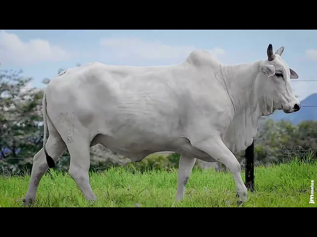 Matriz Nelore GCGC - 367