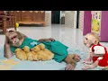 Download Lagu Super cute funny! CUTIS transforms into nanny taking care of Baby monkey \u0026 duckling😂