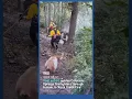 Goat escort guides Colorado Springs firefighters through terrain to Rock Creek Fire