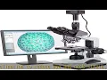 AmScope T490B-5MT Digital Compound Trinocular Microscope WF10x and WF20x Eyepieces 40X-2000X Magn