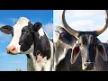 The Differences Between Living Cows