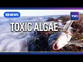 Download Lagu A harmful algal bloom is having a devastating impact on marine life | 7.30