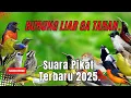 Lagu MP3 Pikat Burung Kecil Korlap, Kamande, Rematuk laut,Konin, Sogon Paling Ampuh.