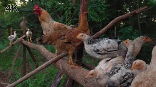 Ordinary Life in a Paraguay Village: Farm Animals, Nature, Chicken Relaxing Sound