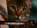 Download Lagu HBO Next Ident: Stephen King's Cat's Eye (2002) [FANMADE]