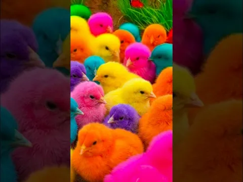 Tangkap Ayam Warna Warni Bebek Lucu
