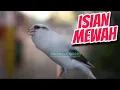 Download Lagu KENARI PANDA FAVORITE - MASTERAN KENARI ISIAN BLACKTHROAT SUARA JERNIH IDAMAN JURI