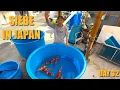 VEEL Koi bij MARUYAMA  | Siebe In Japan Day 32