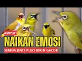 Download Lagu Pancingan Pleci Malas Bunyi, Stres Macet Bunyi, Pleci Gacor !!!