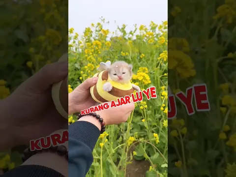 Cewek ini punya kucing imut banget #shortviral