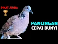 Download Lagu Suara Burung Tekukur Gacor Cocok Untuk Pancingan Agar Bunyi