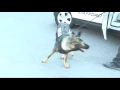Va sheriff s office receives gift for K9