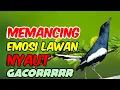 Lagu Suara kacer ngeplong, pancingan kacer, masteran kacer durasi panjang Berjam jam!!