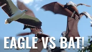 DON’T GO CHASING WATERFALLS – SAILING FOLLOWTHEBOAT Ep 96