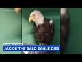Injured bald eagle presumed to be Jackie has died Wildlife rescue