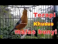 Download Lagu Merangsang bunyi Anis merah malas bunyi 100% NYAUT || HW ANIS MERAH