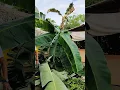 Download Lagu Banana tree #banana #tree #sayang