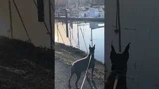 #fyp #dream #doberman #pets #youtube