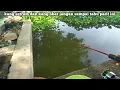 Download Lagu GEMETARAN‼️di kira di sambar ikan kecil tapi ternyata babon ikan mas