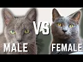 Male Russian Blue Cat VS Female Russian Blue Cat