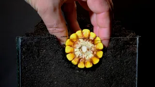 Plant Growing Time Lapse Compilation - Best of 2025