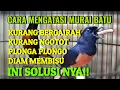 Download Lagu CARA MENGATASI MURAI BATU KURANG BERGAIRAH