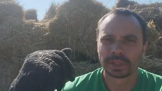 ПРИЇХАЛА СОЛОМА, ТЯГАЮ