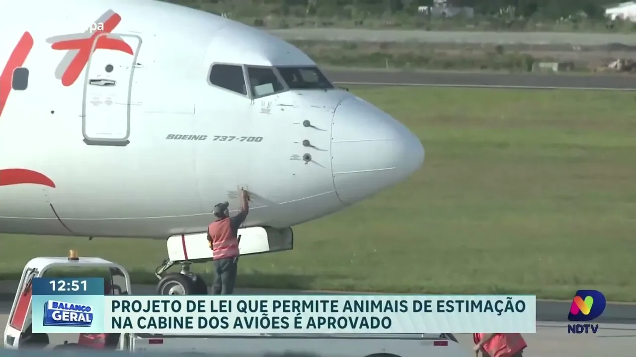 Transporte de pets na cabine de aviões: projeto de lei passa pela Câmara dos Deputados