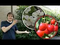 Download Lagu Dé makkelijkste kersenboom voor beginners: ontdek de Dubbele Meikers!