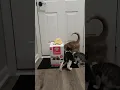 DR ELSEY S CAT ATTRACT LITTER IS A COMPLETE GAME CHANGER