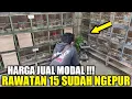 Download Lagu EDAN ! LEBIH GILA KIOS NASIKIN !!! BURUNG RAWATAN SUDAH NGEPUR DIJUAL CUMA 15 RIBU HARI INI