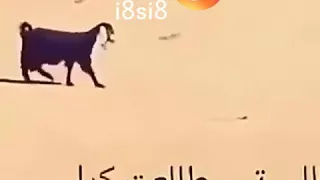 شيلة ارجع ورا ارجع ورا دندنها